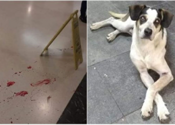 Agressão e morte de cachorro em loja do Carrefour gera onda de protestos