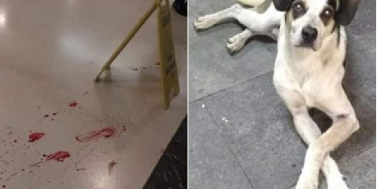 Agressão e morte de cachorro em loja do Carrefour gera onda de protestos