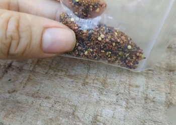 Fungos e até ervas daninhas encontrados em sementes misteriosas