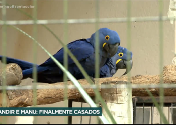 Araras azuis ganham festa de casamento no zoológico de Guarulhos (SP)