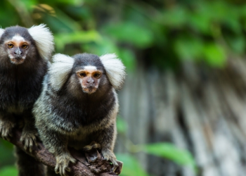 Proposta prevê reclusão e multa para crime de tráfico animal no Brasil