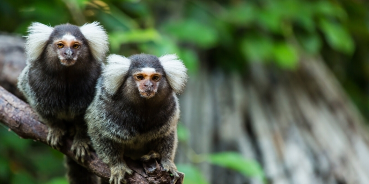 Proposta prevê reclusão e multa para crime de tráfico animal no Brasil