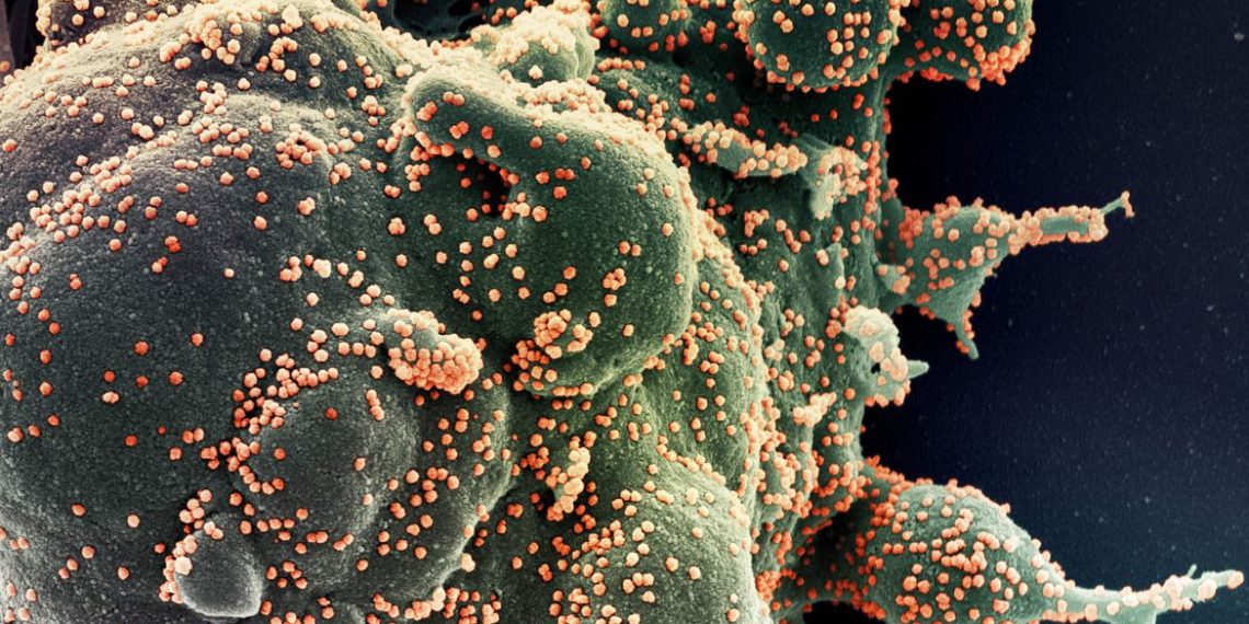 Ministério confirma cinco casos da variante Ômicron no Brasil