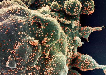 Ministério confirma cinco casos da variante Ômicron no Brasil