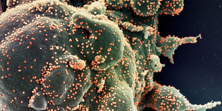 Ministério confirma cinco casos da variante Ômicron no Brasil